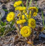 Tussilago farfara