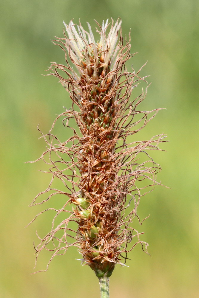 Изображение особи Plantago lanceolata.