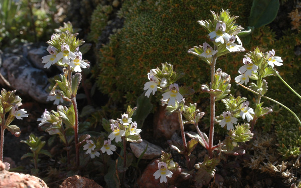 Изображение особи Euphrasia bajankolica.