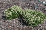 Trifolium repens