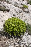 Euphorbia humilis