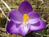 Crocus vernus