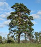 Pinus sylvestris. Взрослое дерево с раздвоенным стволом. Иркутская обл., Иркутский р-н, долина р. Иркут. 09.08.2014.