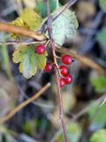 genus Ribes. Часть веточки с соплодием. Кыргызстан, Нарынская обл., левый берег р. Нарын, долина руч. Бурган-Суу. 27.09.2015.