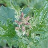 Atriplex tatarica