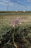 Allium praescissum. Верхушка цветущего растения. Крым, Керченский п-ов, окр. пос. Приморский, полынная степь на пастбище. 5 июля 2016 г.