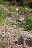 Linaria popovii