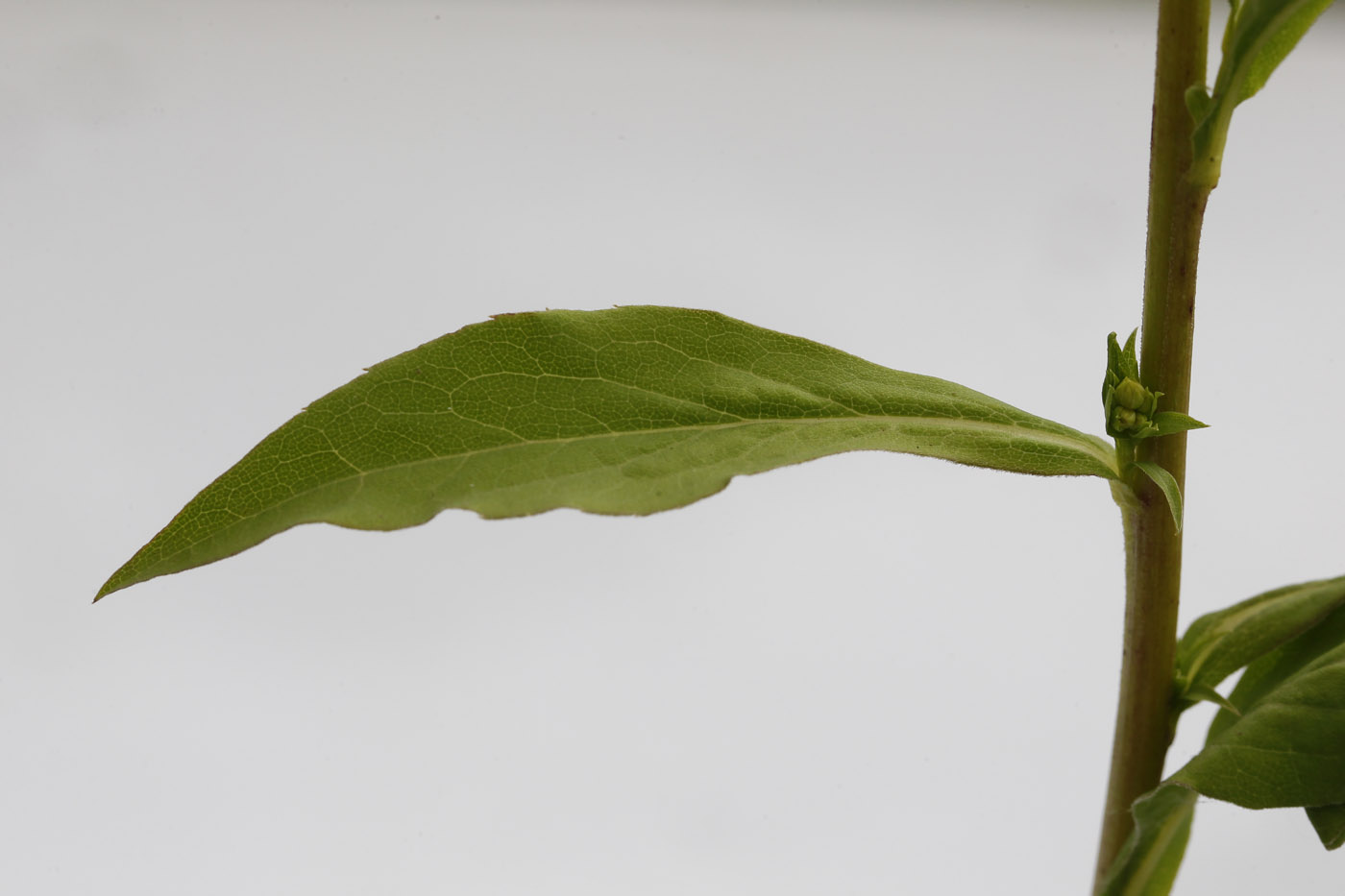 Изображение особи Solidago virgaurea.