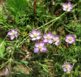 Spergularia rubra. Цветки. Кировская обл., Яранский р-н, село Лум, поле. 16.06.2015.