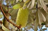 Banksia integrifolia. Часть ветви с соцветием и листьями. Австралия, г. Брисбен, Griffith university, Nathan campus. 02.08.2013.