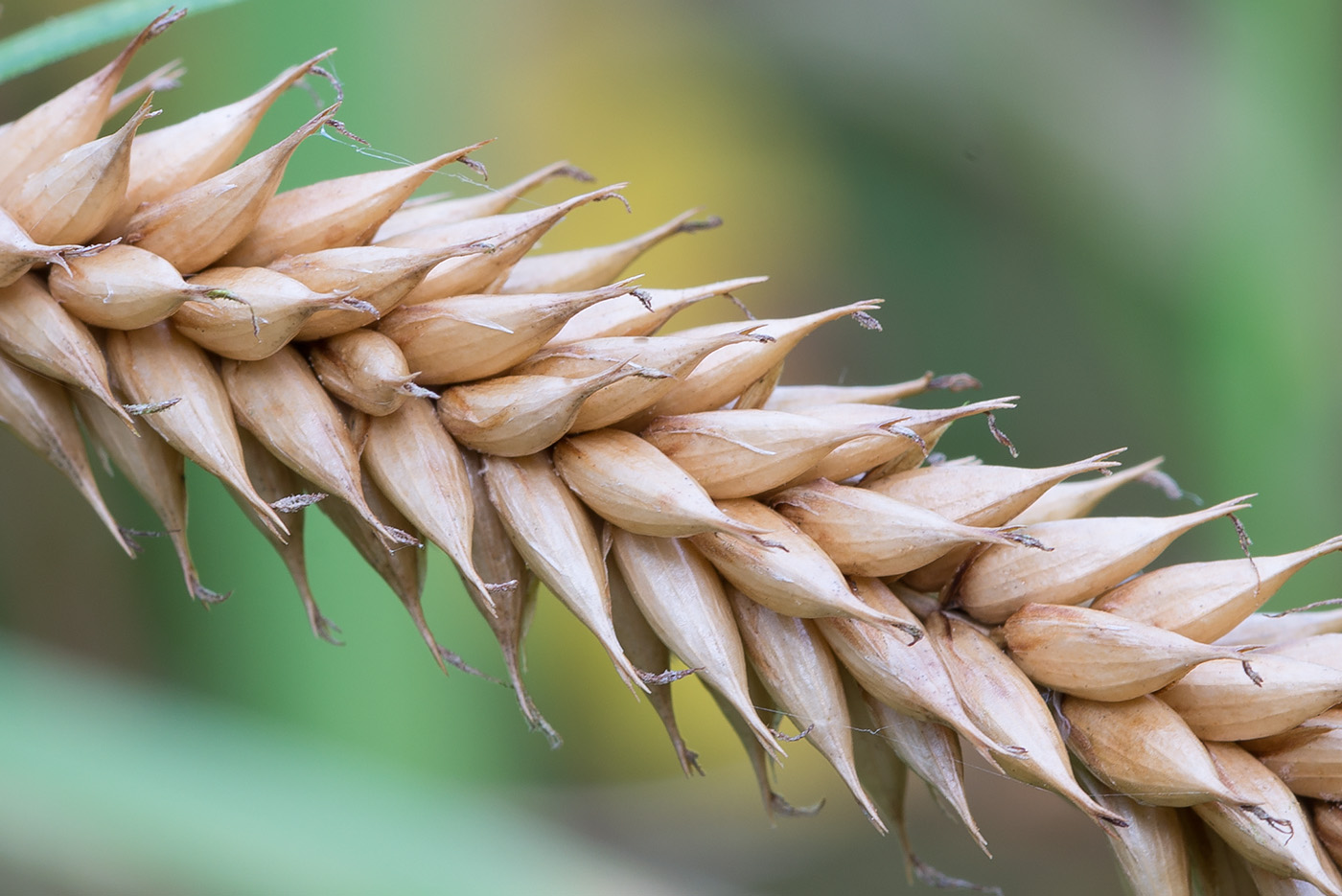 Изображение растения Carex vesicaria.