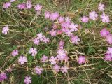 Dianthus campestris