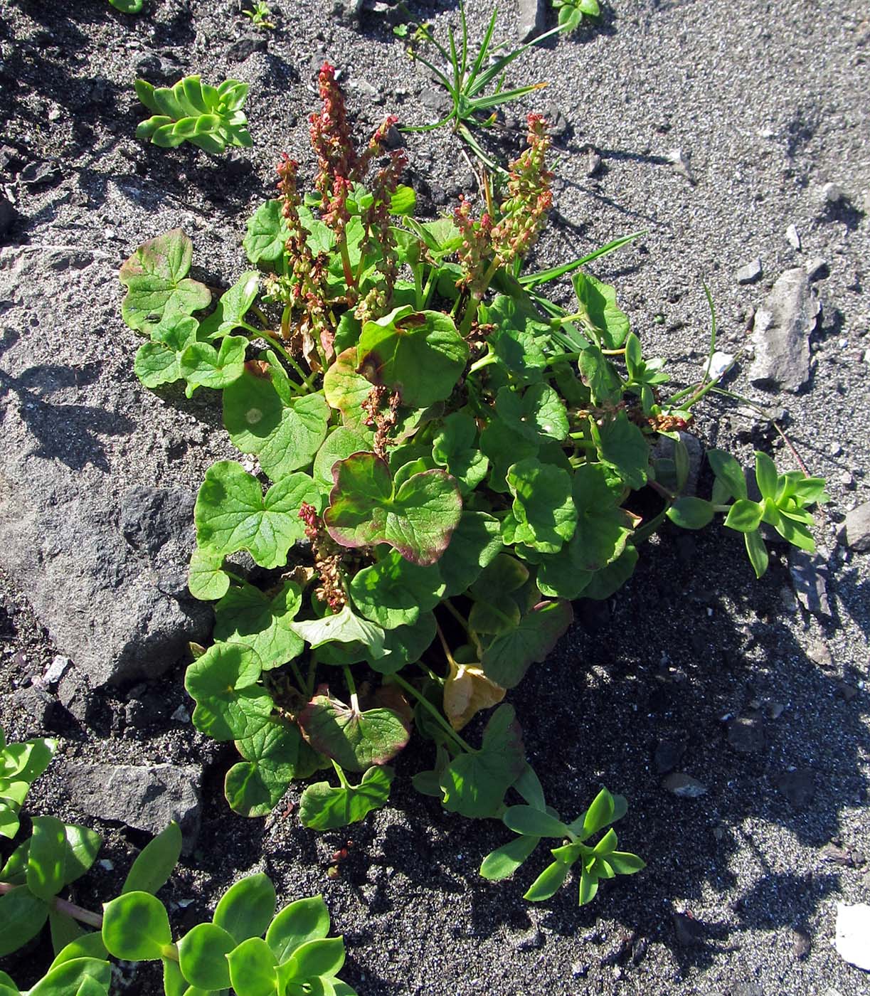 Image of Oxyria digyna specimen.