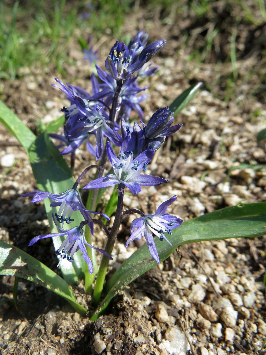 Изображение особи Scilla vvedenskyi.