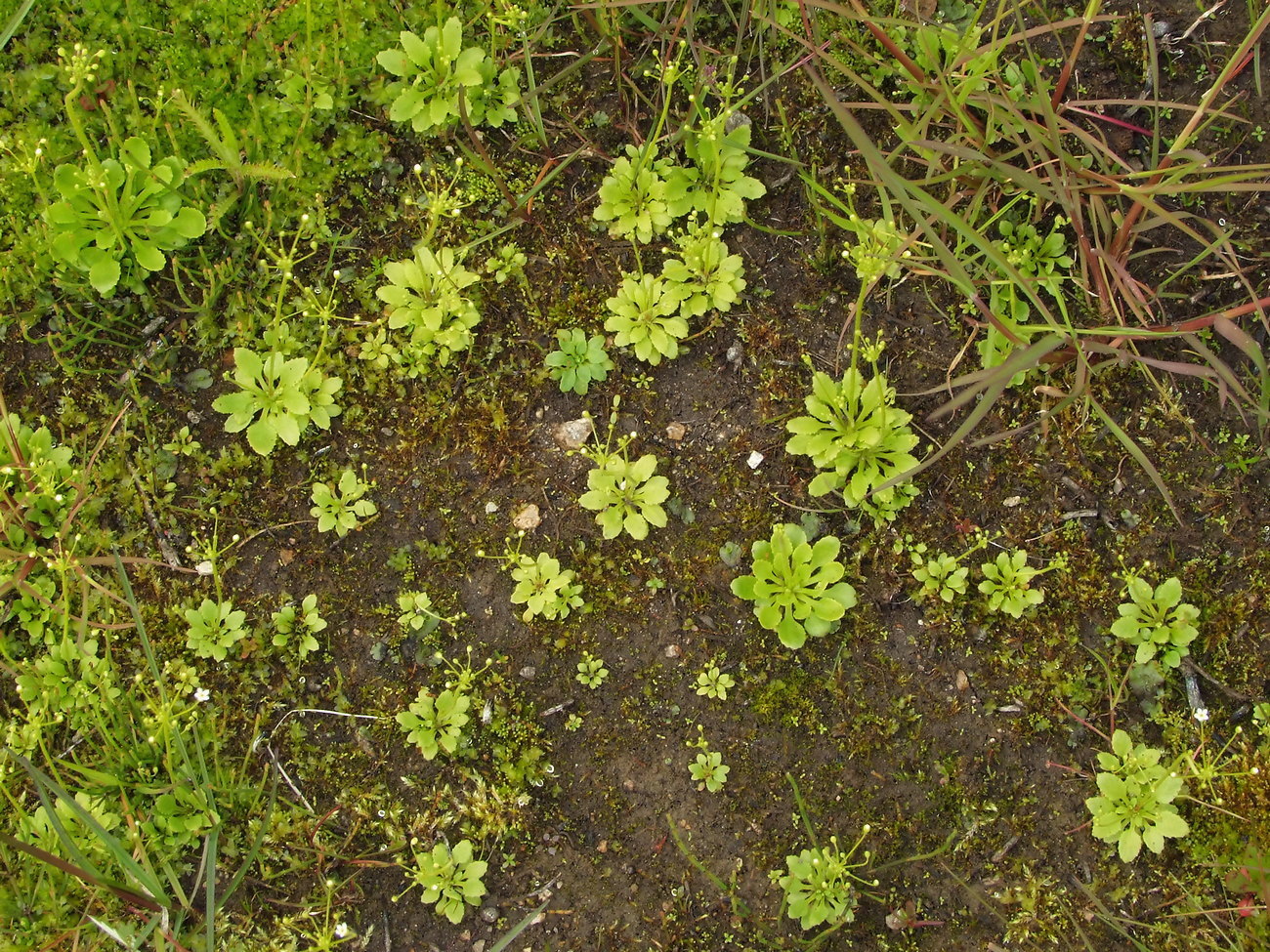 Image of Androsace filiformis specimen.