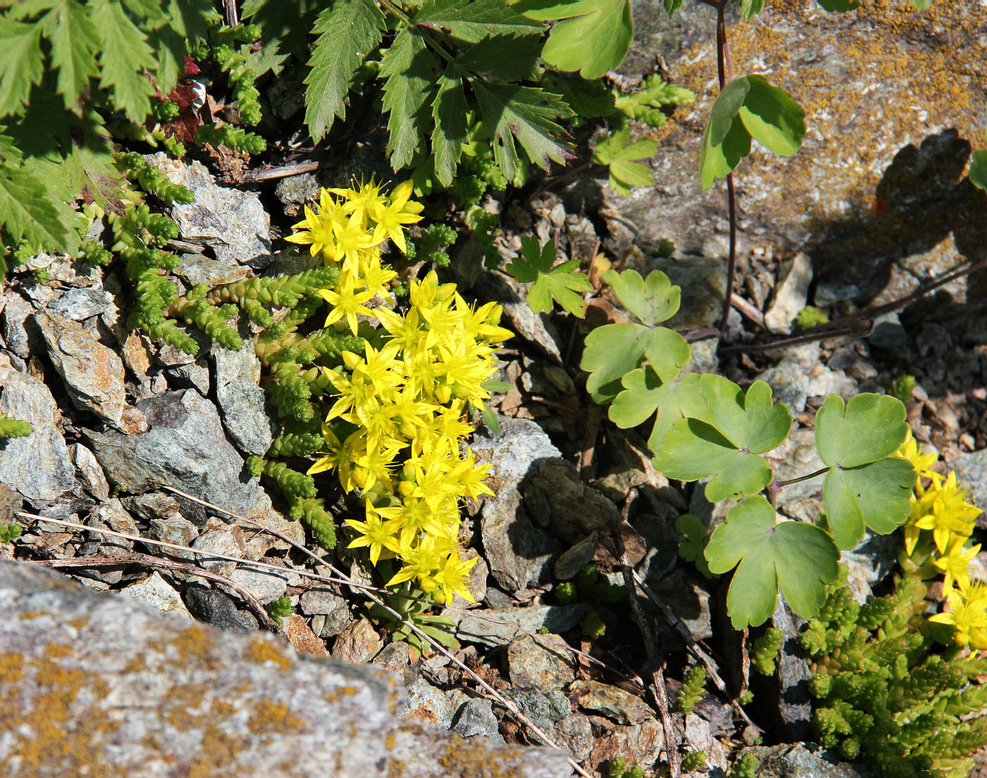 Изображение особи Sedum acre.