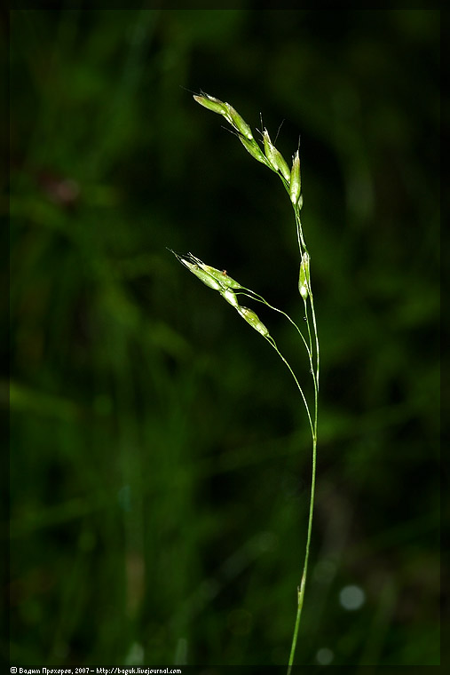 Image of Avenella flexuosa specimen.