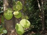 Artocarpus heterophyllus. Часть ствола с соплодиями. Австралия, северо-восточный Квинсленд, национальный парк Дейнтри, ферма экзотических фруктов. Конец сухого сезона (сезон gurreng). 03.10.2009.