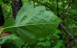 Sorbus torminalis. Лист (нижняя сторона). Республика Адыгея, Майкопский р-н, ок. 5 км восточнее ст. Даховская, хребет Скалистый (Уна-Коз), лиственный лес, у грунтовой дороги. 05.05.2018.