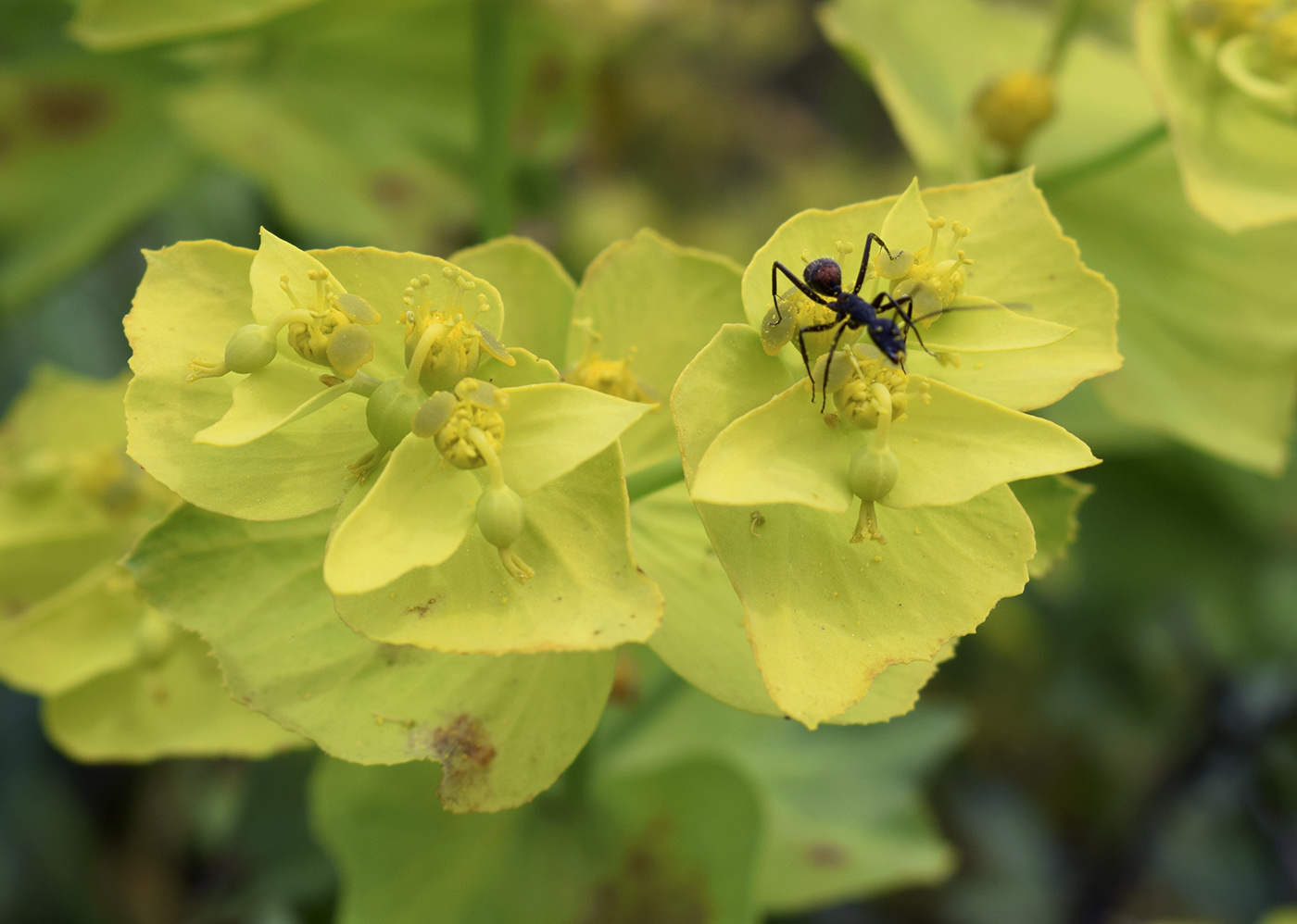 Изображение особи Euphorbia serrata.