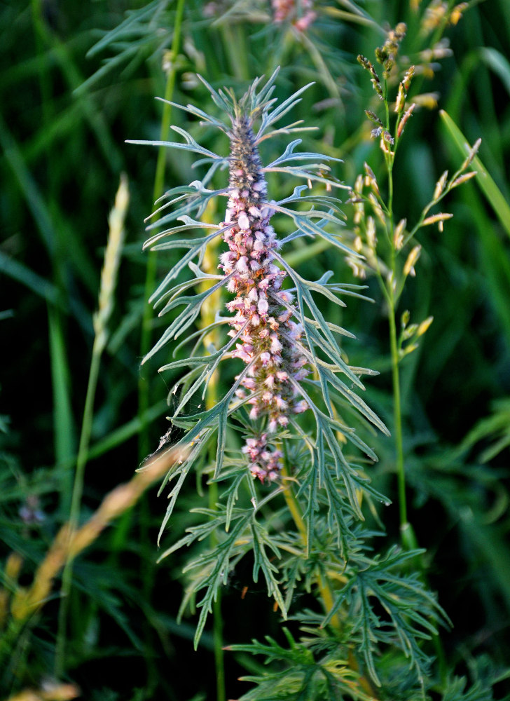 Изображение особи Leonurus deminutus.