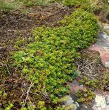 Empetrum caucasicum. Растение на скальном выступе в окружении Vaccinium vitis-idaea. Кабардино-Балкария, верховья р. Малка, ур. Джилы-Су, ≈ 2400 м н.у.м. 09.09.2018.