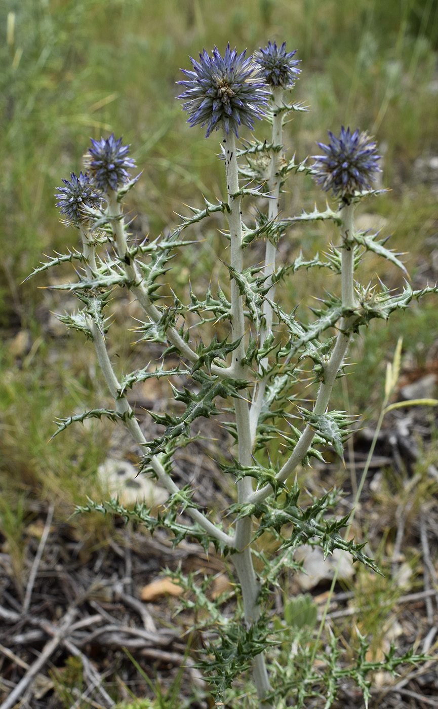 Изображение особи Echinops ritro.