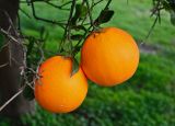Citrus sinensis. Плоды. Турция, Демре, в культуре. 07.01.2019.