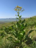 Inula macrophylla. Цветущее растение в саванноидном сообществе. Казахстан, Южно-Казахстанская обл., Сырдарья-Туркестанский государственный региональный природный парк, Боралдайский филиал, бас. р. Аяк-Сунгу. 31.05.2016.