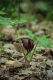 Arum orientale