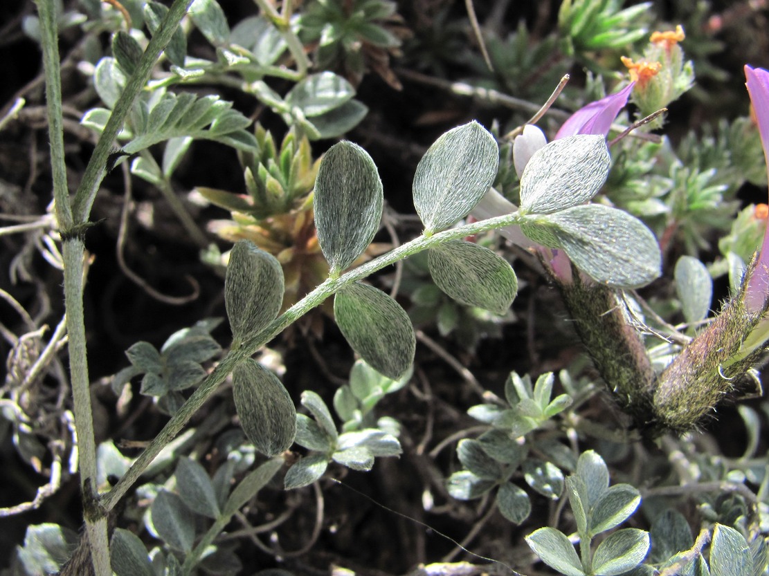 Изображение особи Astragalus fissuralis.