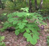 Aralia continentalis