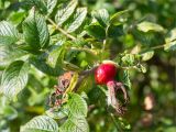 Rosa rugosa