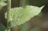 Verbascum boerhavii