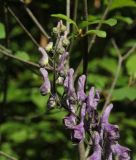 Aconitum septentrionale