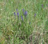 Polygala hybrida. Цветущие растения. Иркутская обл., Иркутский р-н, р. Иркут, о. Беляева, луг. 30.05.2020.