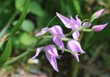 Cephalanthera rubra