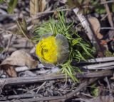 Adonis vernalis