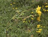 Lotus corniculatus