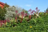 Bergenia crassifolia. Цветущие растения в цветнике. Беларусь, Витебская обл., г. Орша, у водяной мельницы, в культуре. 02.05.2023.