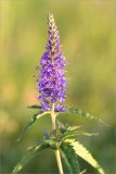 Veronica longifolia. Верхушка побега с соцветием. Мурманская обл., п-ов Средний, побережье Большой Волоковой губы, разнотравный приморский луг. 12.07.2023.