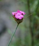 Dianthus calocephalus. Верхушка побега с соцветием. Грузия, Самцхе-Джавахети, окр. пещерного монастыря Вардзиа, каменистый участок лугового склона. 13.06.2023.