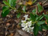 Rhododendron × intermedium