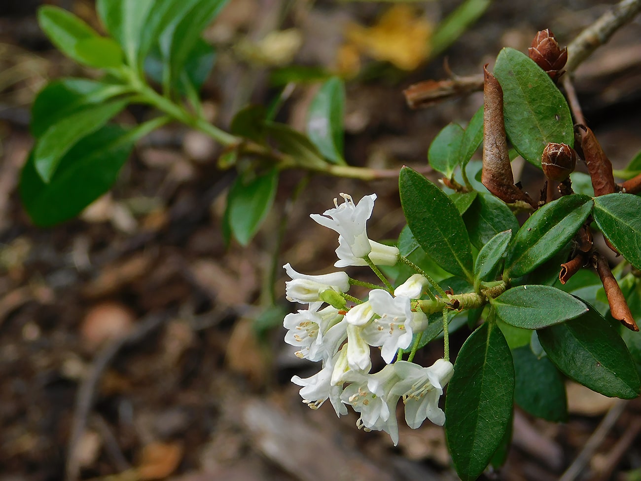Изображение особи Rhododendron &times; intermedium.