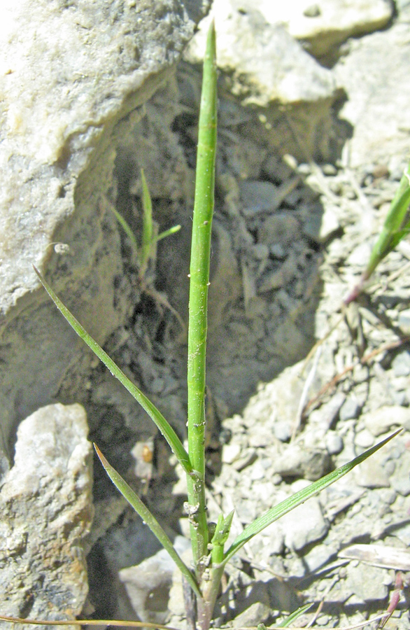 Изображение особи Monerma cylindrica.