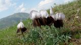 Iris elegantissima