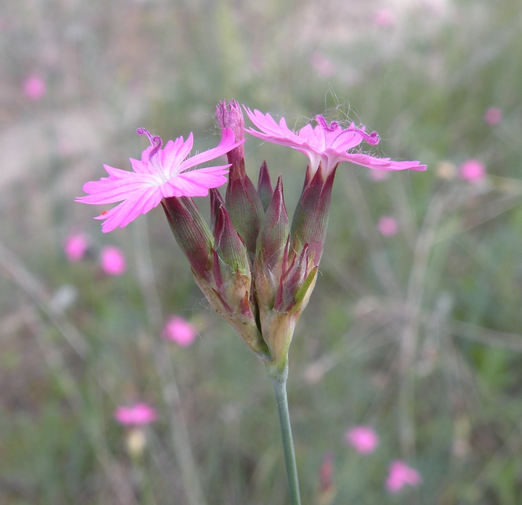 Изображение особи Dianthus borbasii.