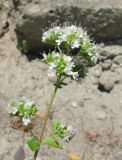 Origanum vulgare