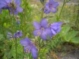 Polemonium caucasicum. Цветки. Кабардино-Балкария, урочище Джилы-Су, 2400 м н.у.м. 23.07.2012.