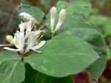 Lonicera xylosteum